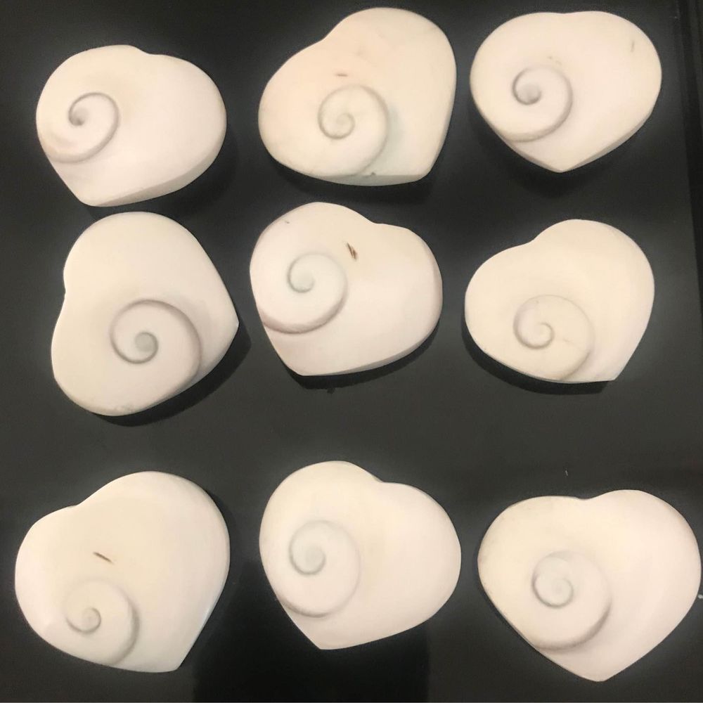 Shiva Shell Fossil heart white spiral